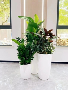 探寻奉化植物出租哪家好，你知道吗？